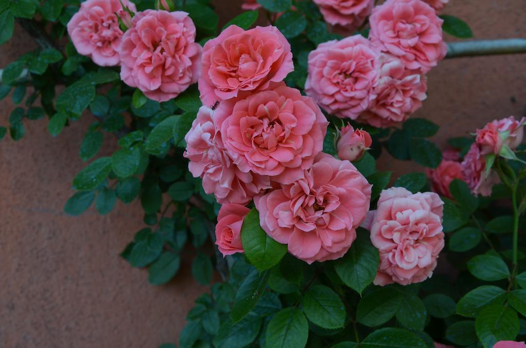 Agriturismo Al Podere Di Rosa Lucca Eksteriør billede